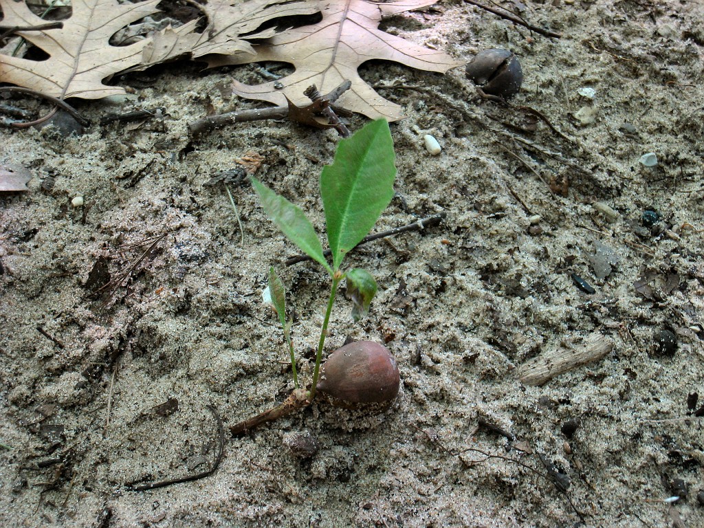 Michigan TC 2010-07 0446.jpg - Life begins anew, large oaks from little acorns grow.